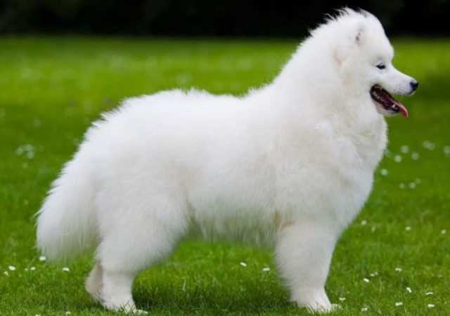 Рекомендации по кормлению