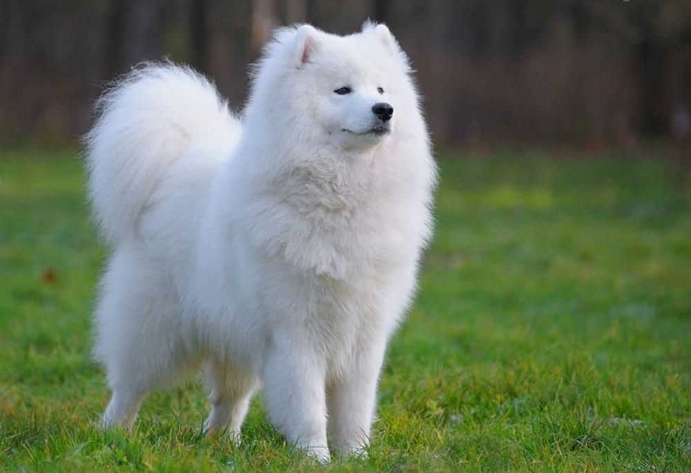 Характер и поведение