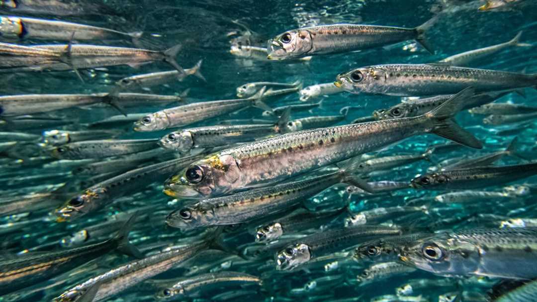 Отличия по внешнему виду и размеру