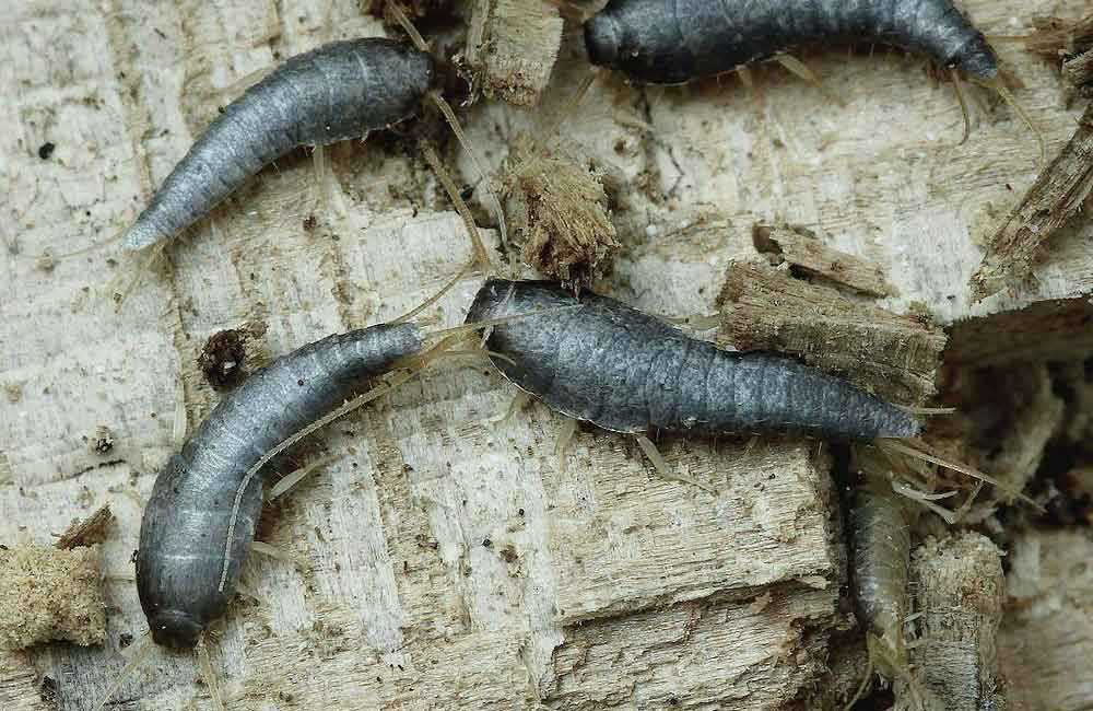 Сахарная чешуйница фото