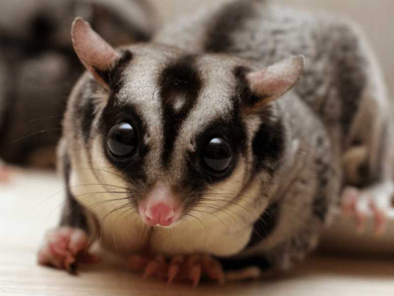 Австралийский сахарный поссум: особенности и фотографии