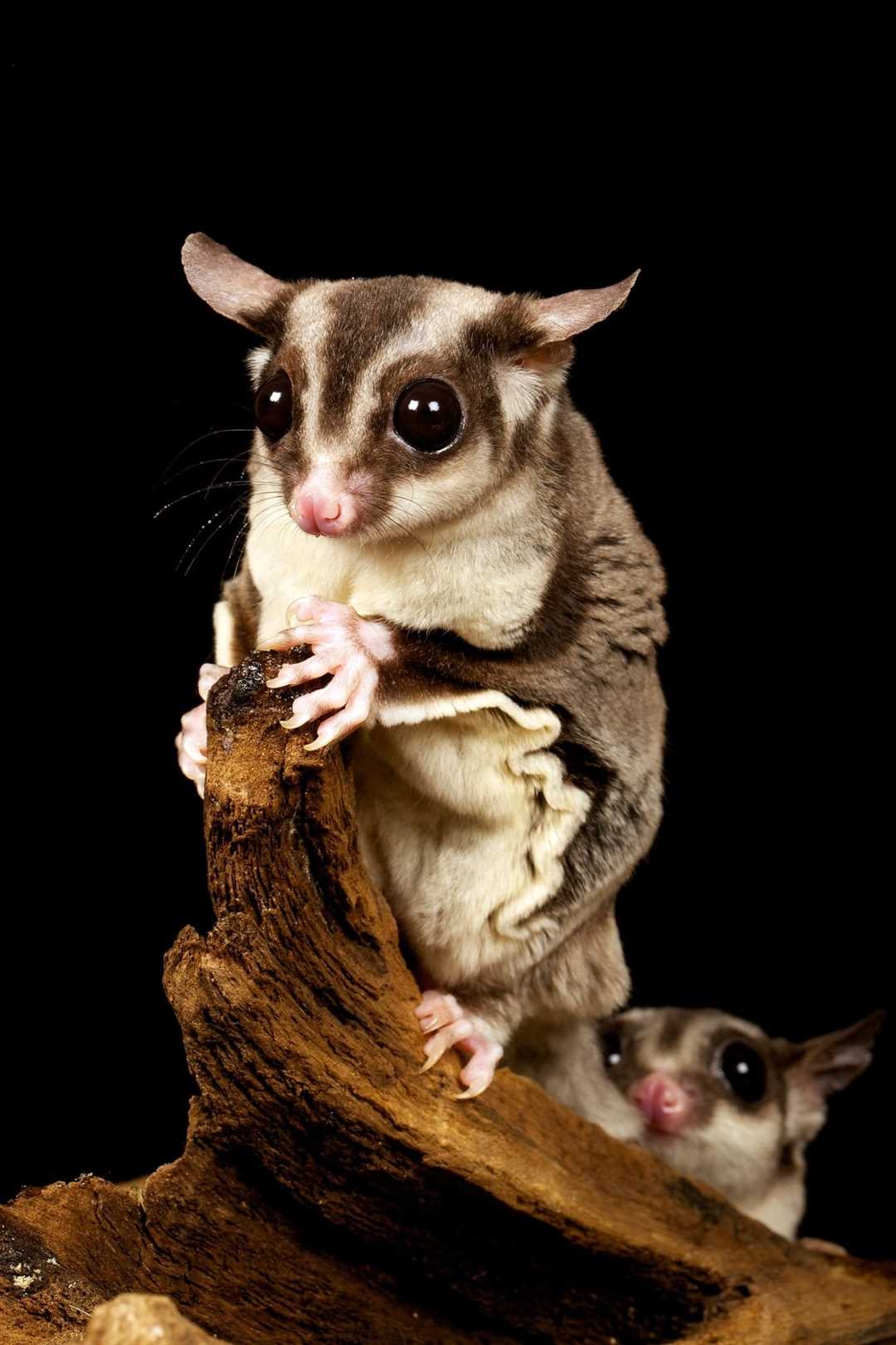 Сахарный поссум фото