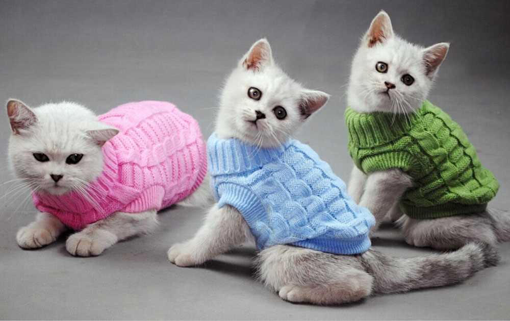 Сделайте стильную одежду для кошек своими руками: мастер-классы и идеи
