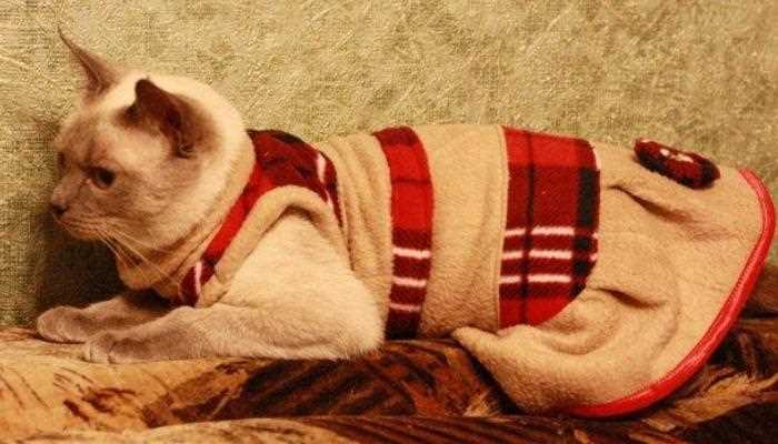 Идеи для одежды кошек