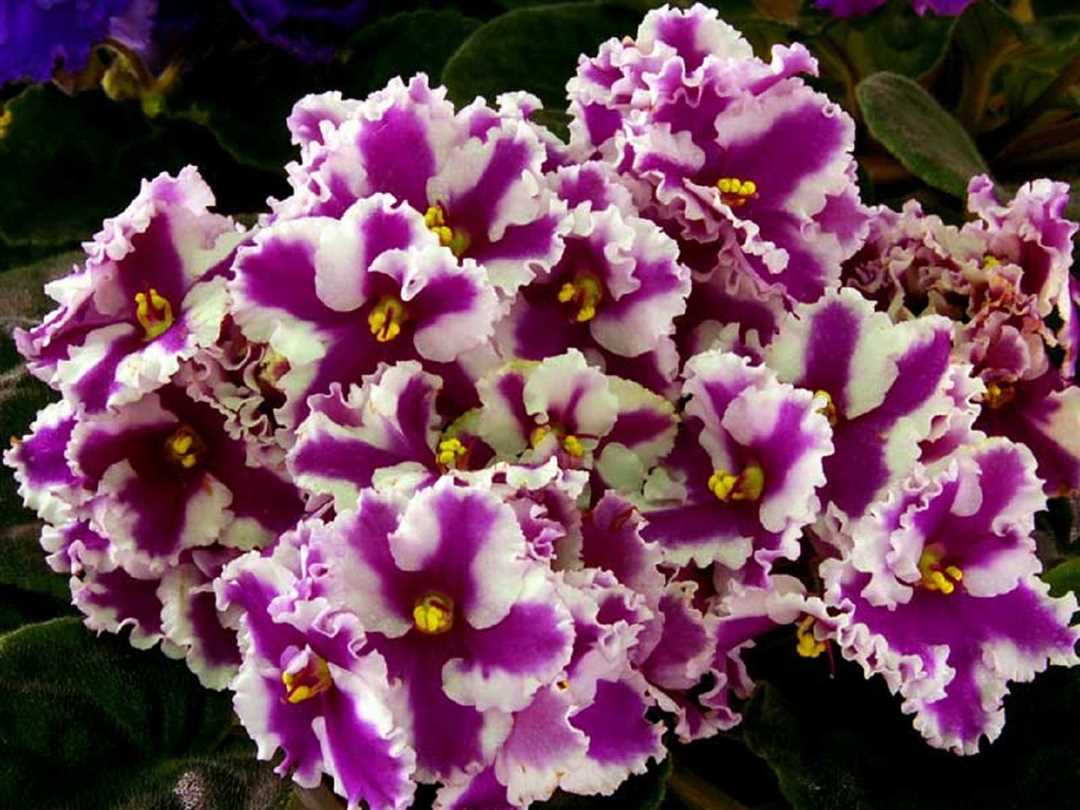 Сенполия: правила ухода и выращивания в домашних условиях Сенполия: правила ухода и выращивания в домашних условиях