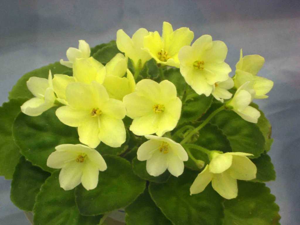 Типы обрезки