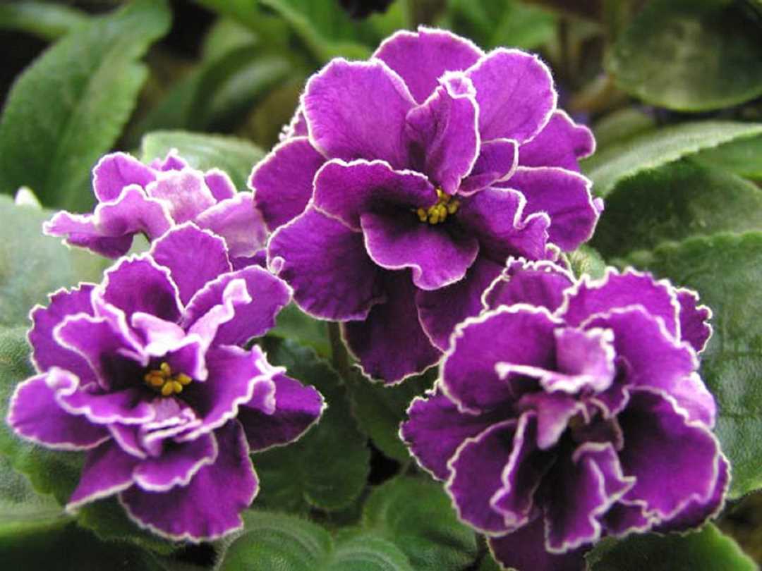 Требования к поливу