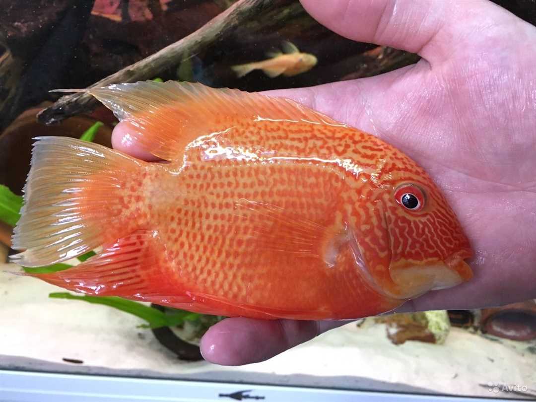 Разведение северумов