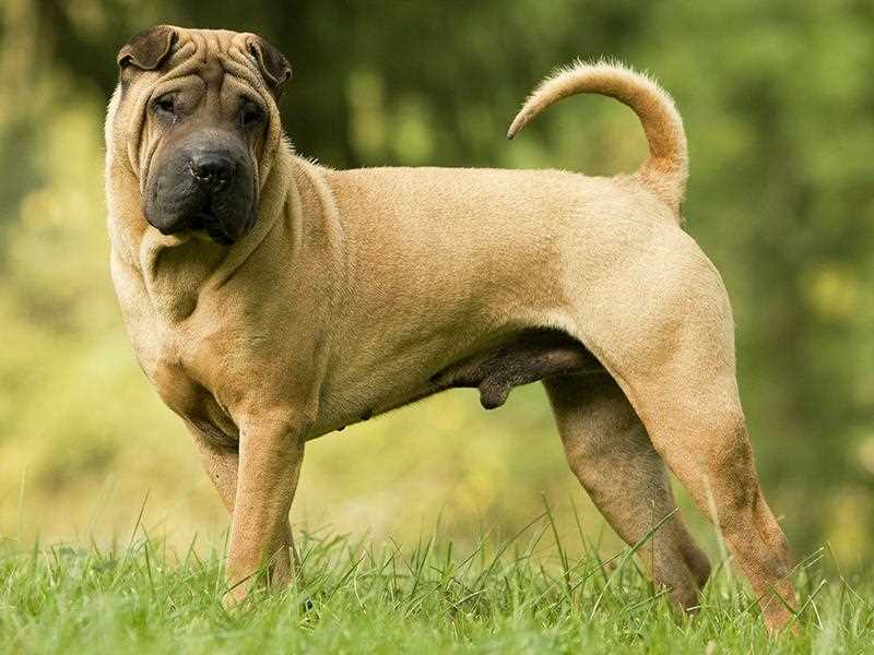 Шарпей: описание породы, особенности характера и уход за собакой Шарпей: описание породы, особенности характера и уход за собакой
