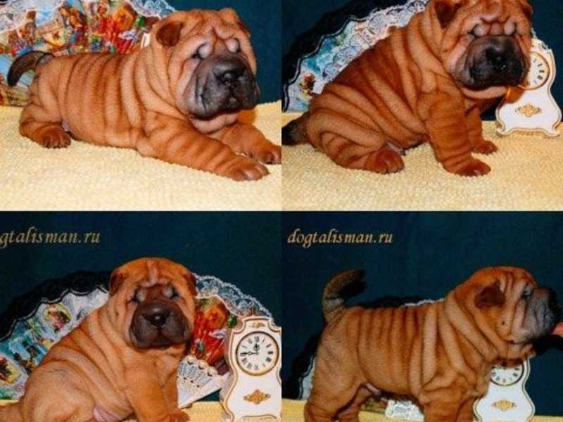 Шарпей щенки: фото, цена в России - купить милых щенков шарпеев с доставкой на сайте Шарпей щенки: фото, цена в России - купить милых щенков шарпеев с доставкой на сайте