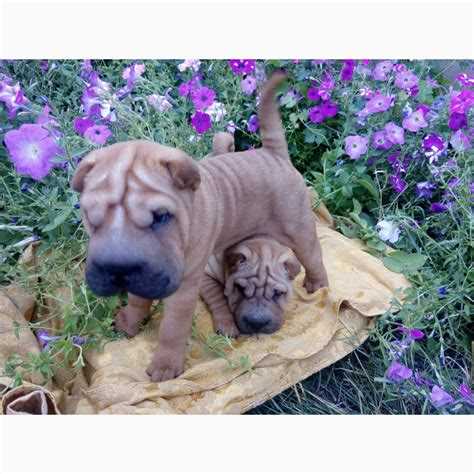 Где можно купить щенка шарпея по доступной цене?