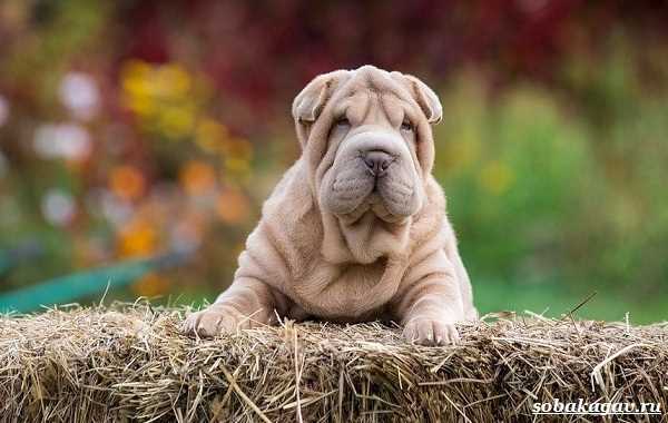 Обучаемость и социализация