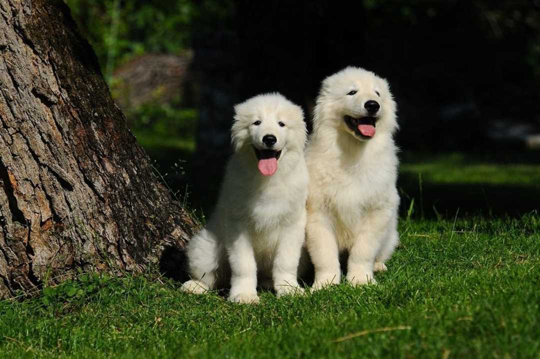 Итальянская овчарка википедия