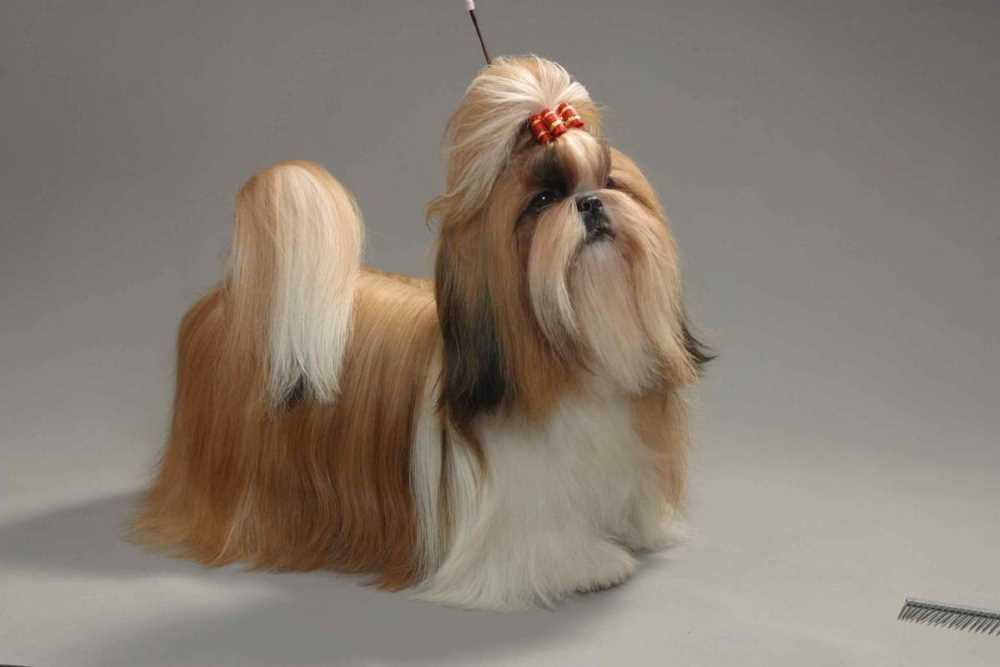 Ши тцу: фото и описание породы собак
