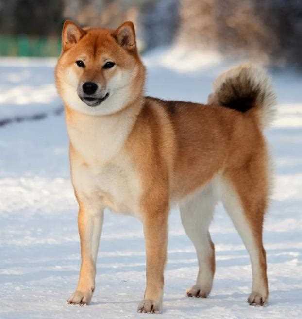 Описание породы