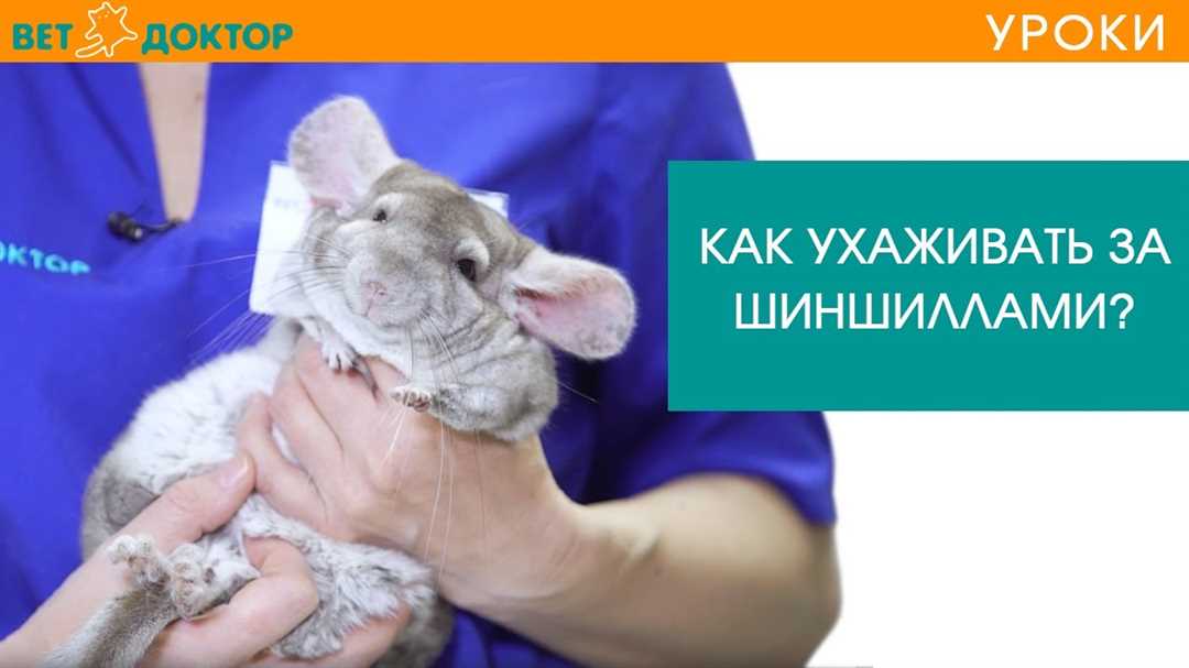 Шиншилла: правила ухода и содержания в домашних условиях