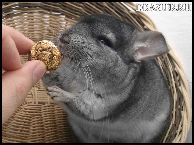 Поддержание гигиены