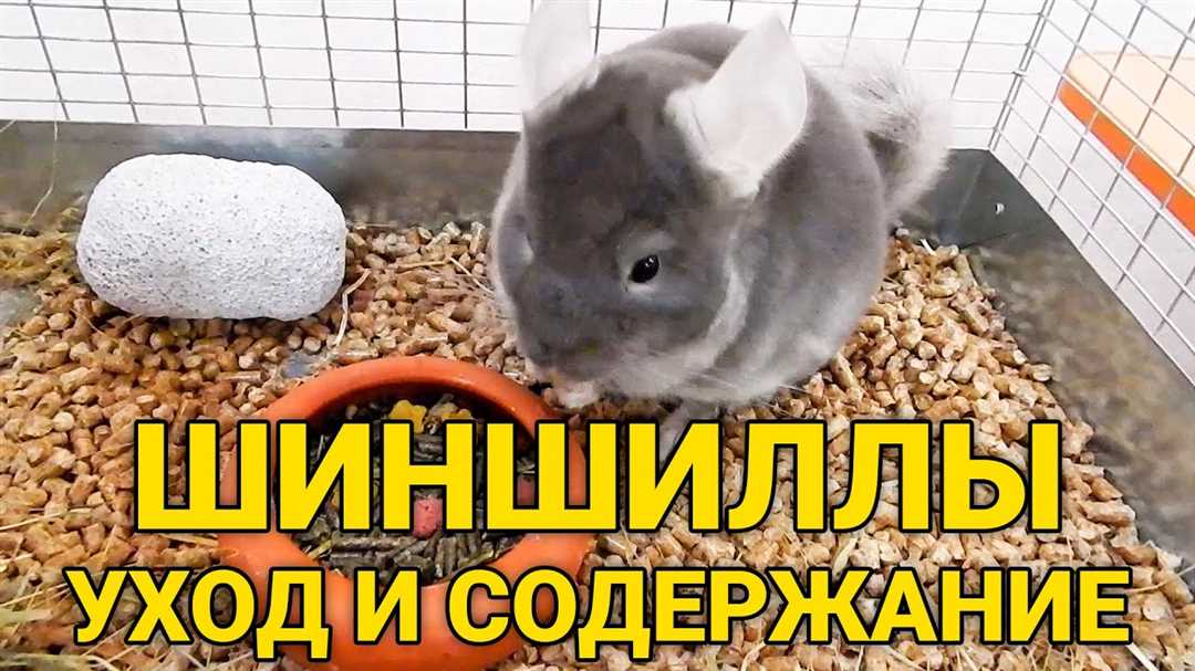 Шиншилла: правильный уход и содержание домающих питомцев Шиншилла: правильный уход и содержание домающих питомцев