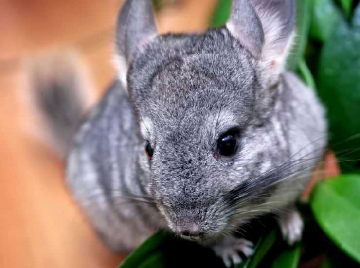 Питание шиншиллы