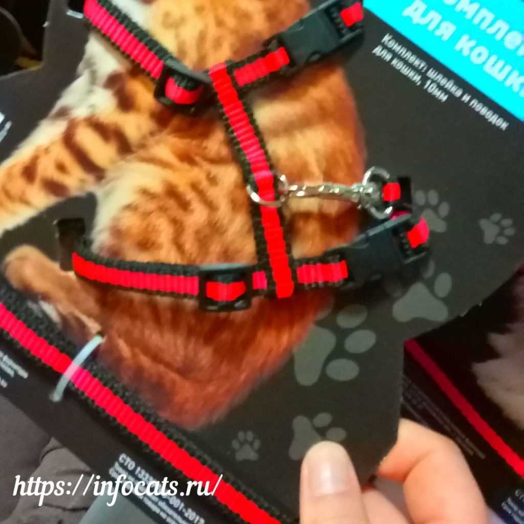 Шлейка для кошки: как выбрать и правильно использовать.