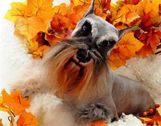 Физические особенности