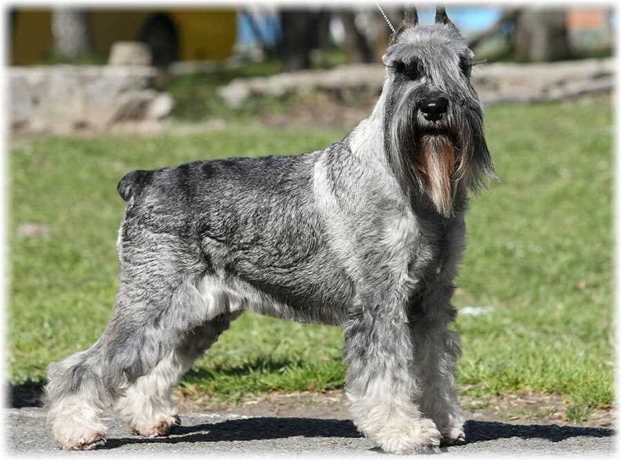 Уход за шерстью и кожей