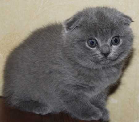 Шотландские вислоухие котята: описание породы, характеристики и особенности содержания