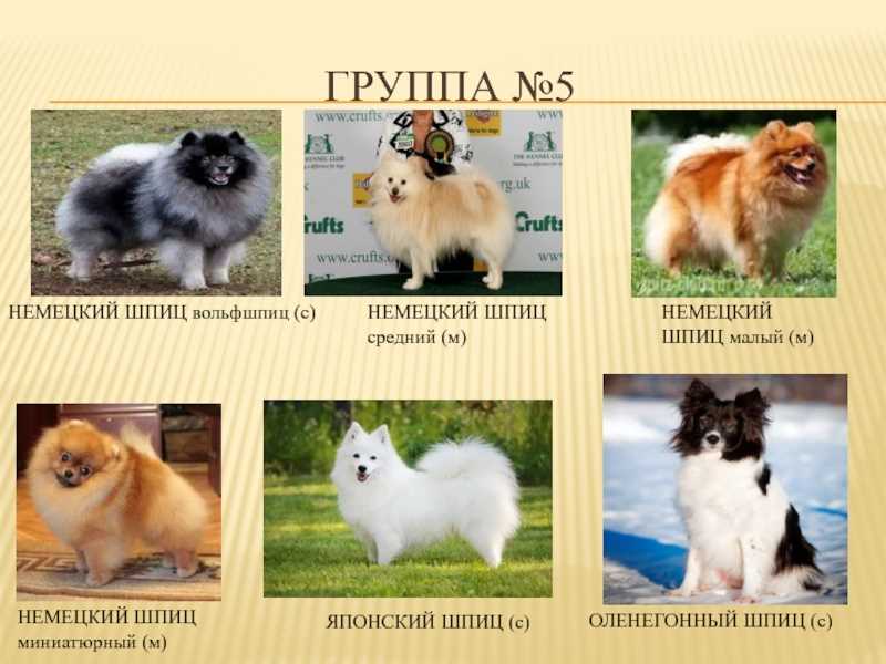 Описание породы карликовый шпиц