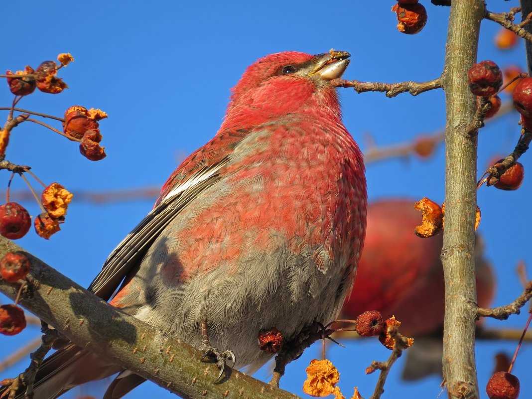 Почему пчелоед питается только пчелами