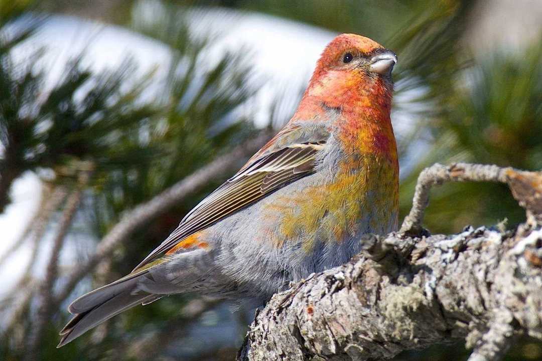 Особенная диета и взаимоотношения с пчелами