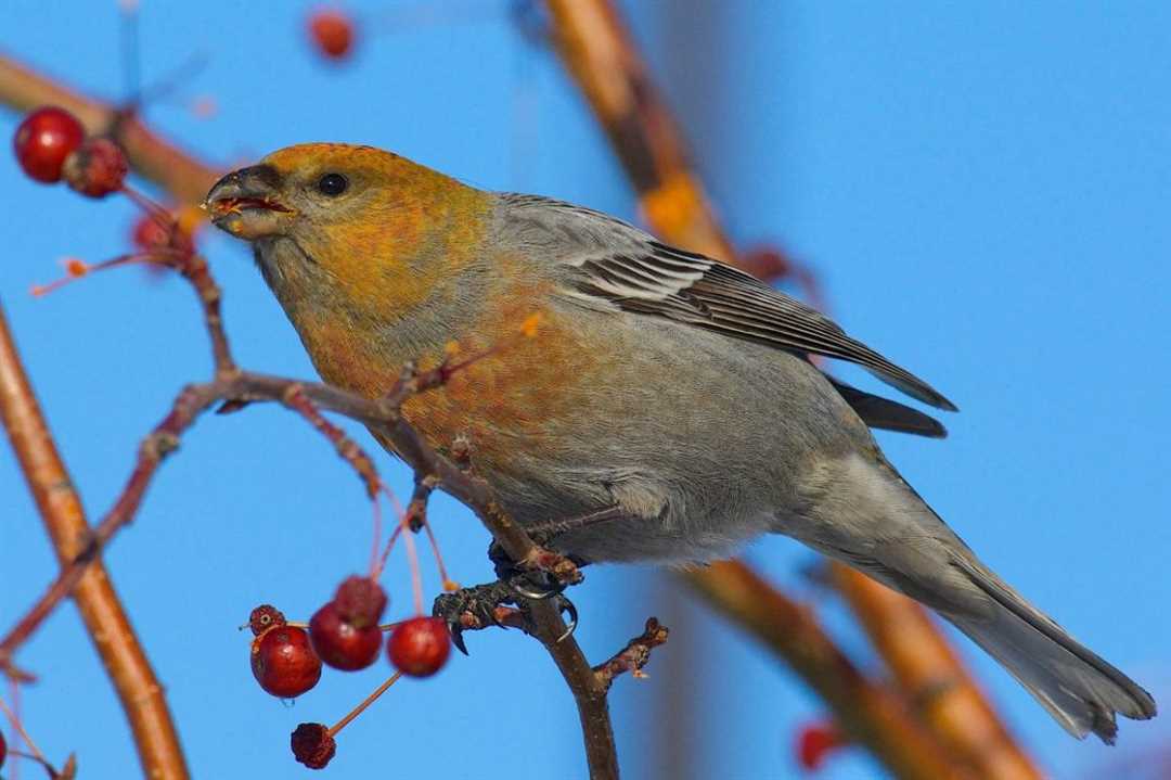 Щур птица фото Щур птица фото