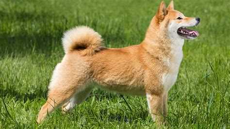 Отрицательное подкрепление