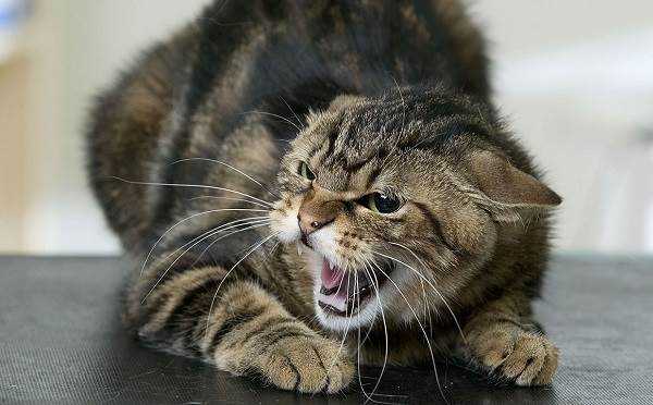 Симптомы нервной системы