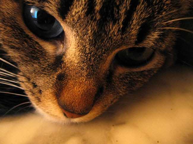 Симптомы чумки у кошек: как распознать и лечить заболевание