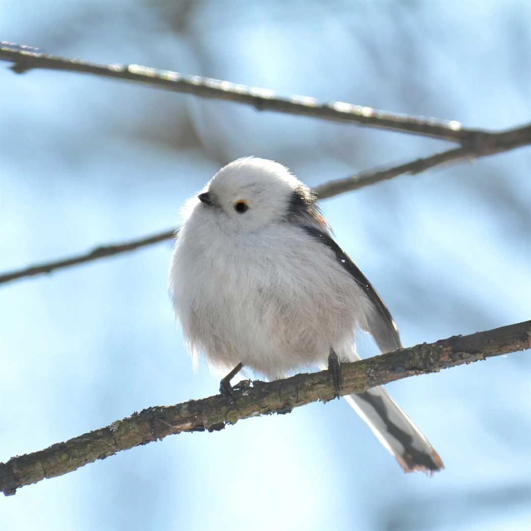 Особенности поведения