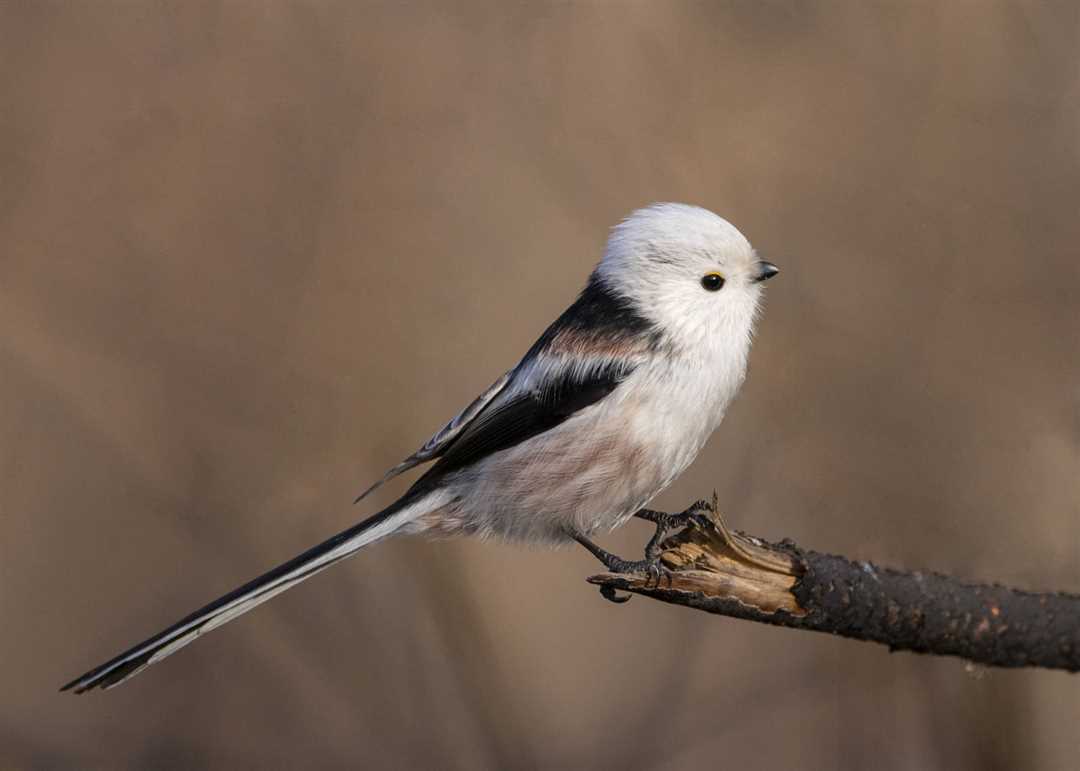 Синица длиннохвостая фото Синица длиннохвостая фото