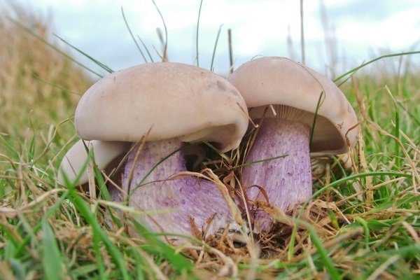 Синие ножки гриба маринованные