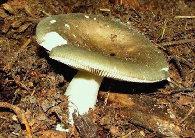 Правильный сбор грибов