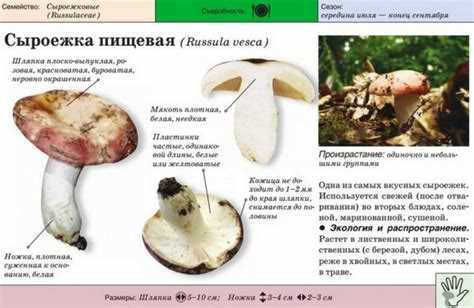 Сыроежки: фото и описание лучших видов грибов для приготовления блюд на природе