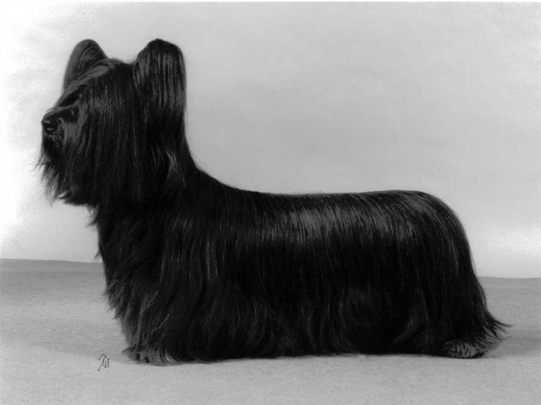 Фото скай терьеров