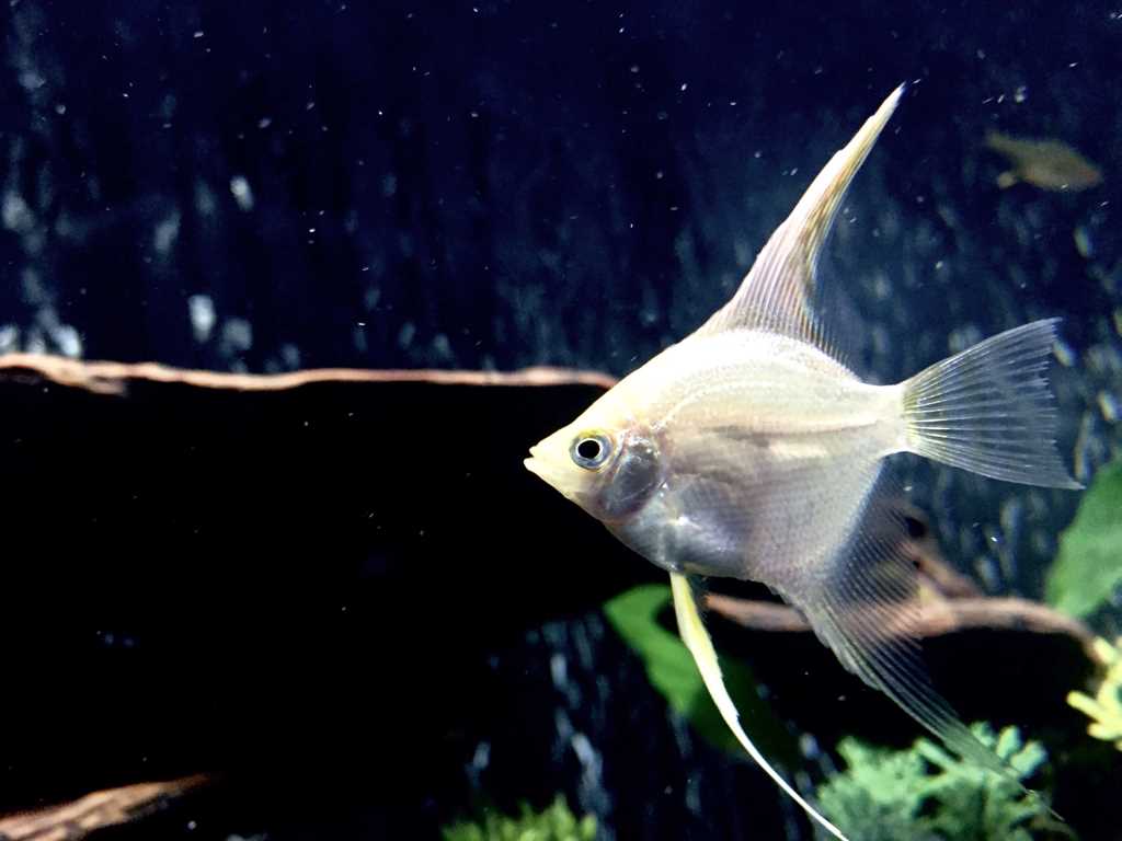 Замороженный корм