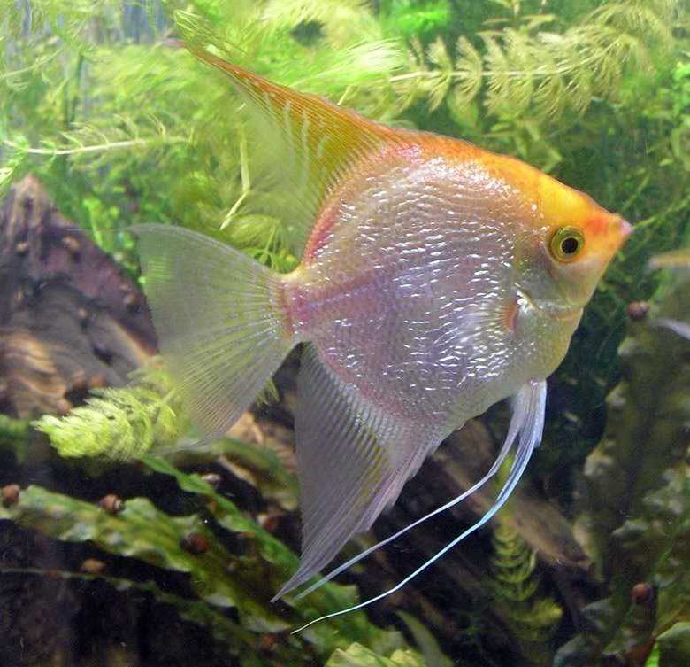 Совместимость с другими рыбками