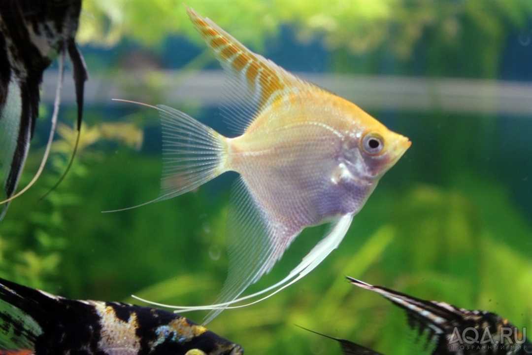 Содержание и уход