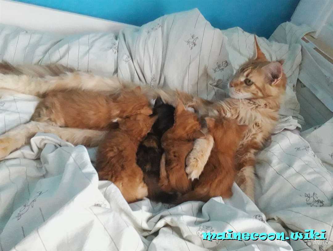 Изменения в поведении кошки