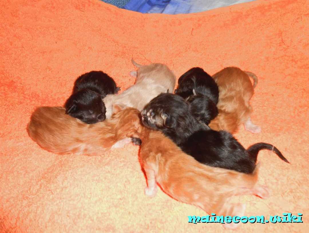 Сроки беременности