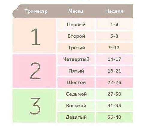 Физиологические изменения в организме кошки во время беременности