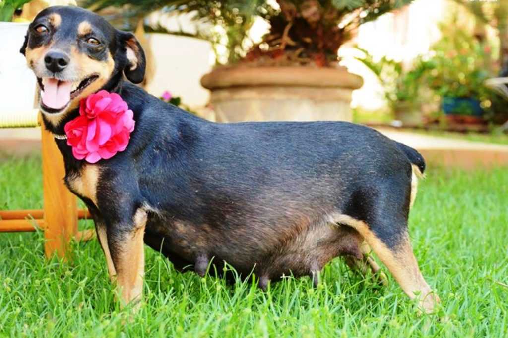 Факторы, влияющие на длительность беременности