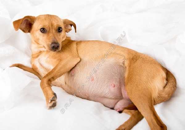 Сколько длится беременность у собак: подходящий срок для вынашивания потомства Сколько длится беременность у собак: подходящий срок для вынашивания потомства