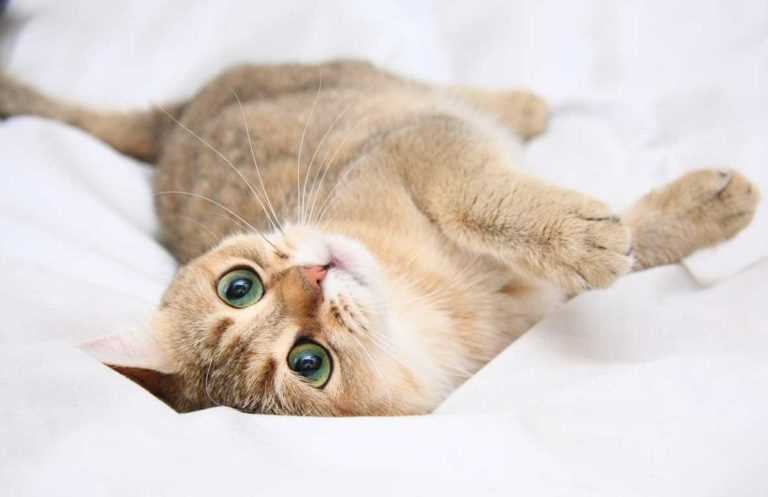 Какие методы могут применяться для ускорения окончания течки?