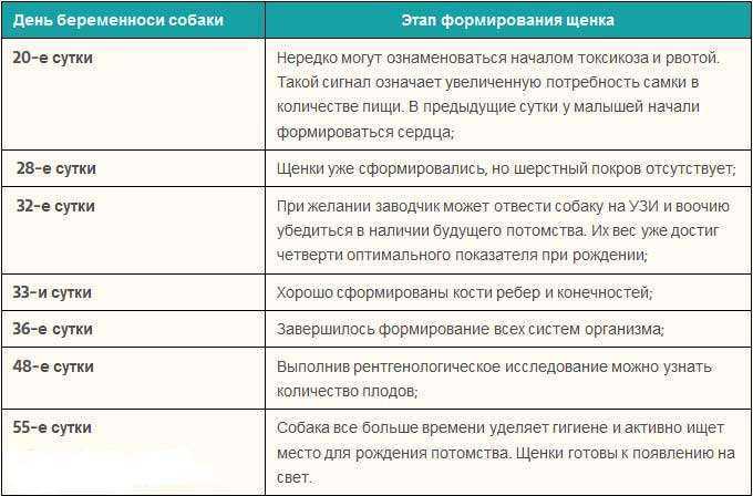 Признаки течки у собаки